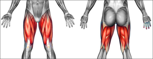 What causes pain in the thigh muscle?