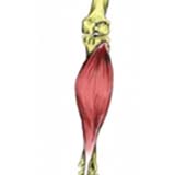 Foot & Ankle Muscles