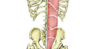 Abdominal Strain