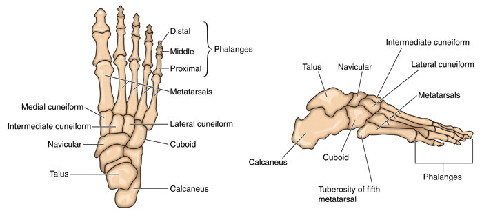 Bones of the foot - fibula stress fracture