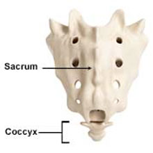 Coccyx Injury