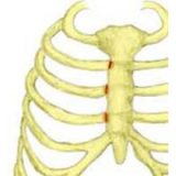 Separated Ribs Costochondral Separation - Symptoms, Causes, Treatment & Exercises