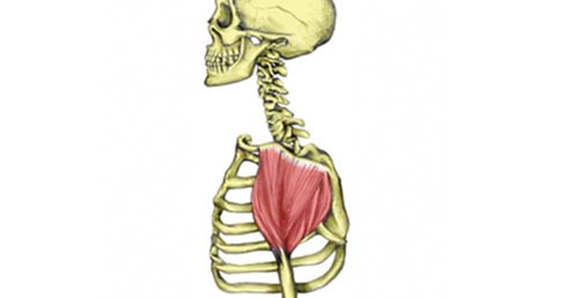 Deltoid muscle