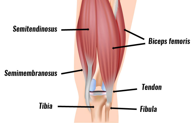 Hamstring tendons