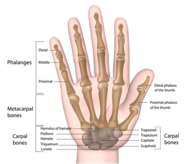 Bones of the hand and wrist