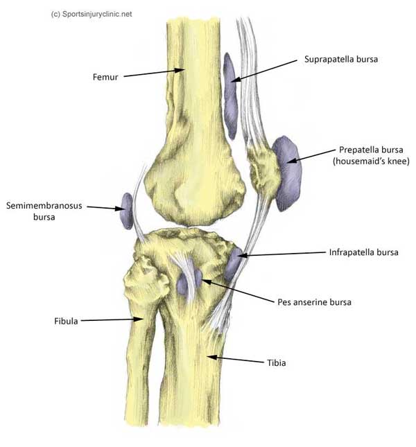 knee bursa - bursa in the knee joint