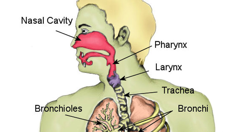 Fractured larynx