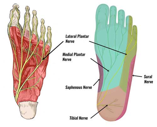 plantar foot anatomy nerves