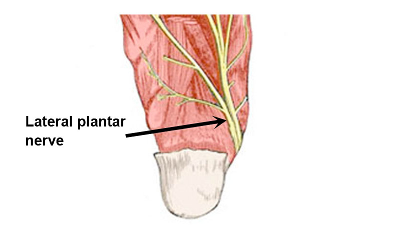 plantar foot anatomy nerves