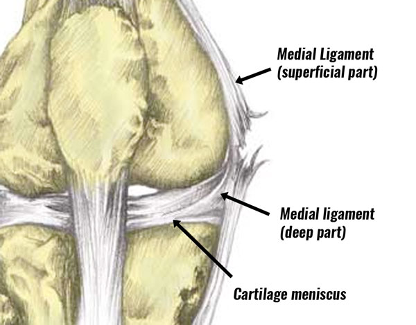 Medial knee ligament deep and superficial