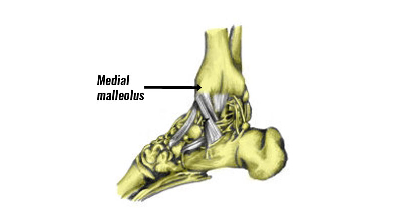 Medial malleolus ankle