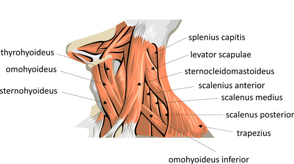 Stiff neck muscles