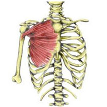 Pec Major - inflammation