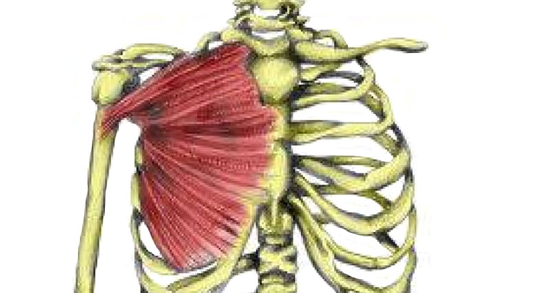 Pec major muscle strain