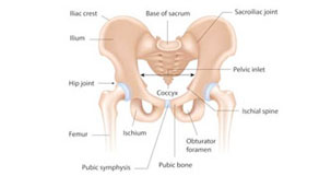 Pelvic Avulsion Fracture