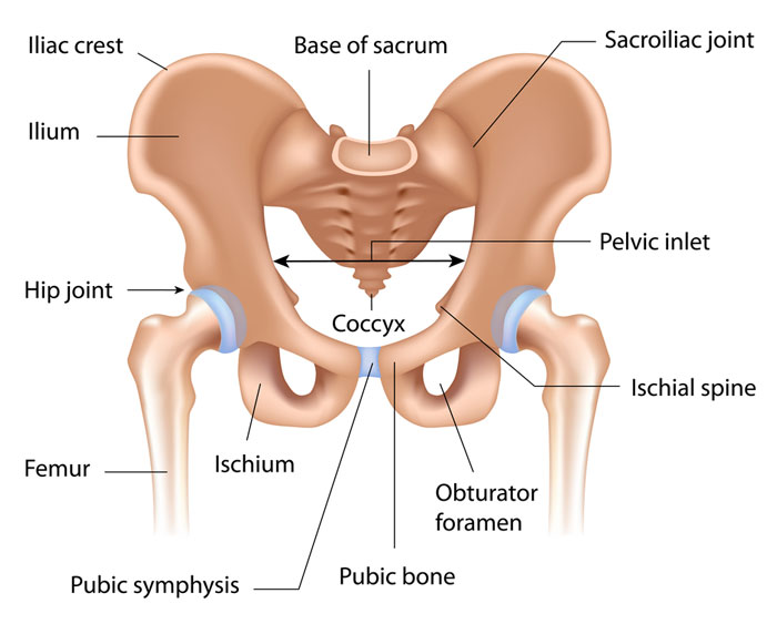 sacroiliac joint muscles