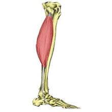 Peroneus longus ankle muscles