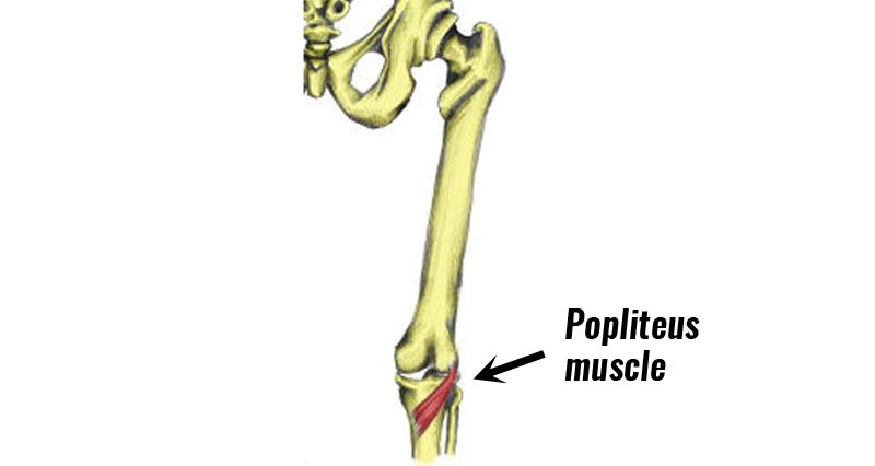 Popliteus muscle