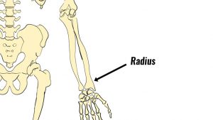 Distal radius epiphysis