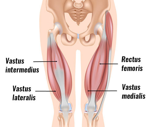 Rectus femoris tendon