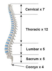Regions of the spine