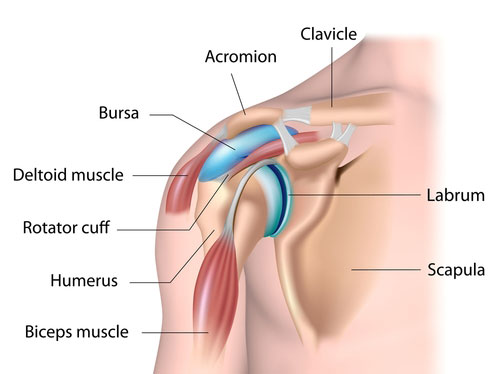 shoulder impingement anatomy