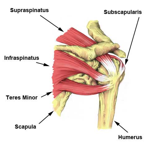 muscles de la coiffe des rotateurs de l'épaule
