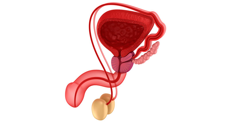 spermatic cord torsion