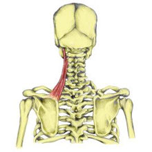 How to Relieve That Annoying Stiff Neck - OC Sports and Rehab