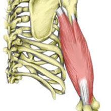Triceps Tendon Inflammation