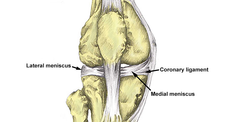Coronary ligament knee joint