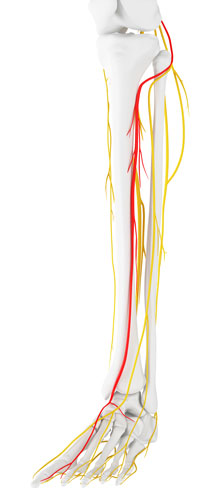 Deep peroneal nerve