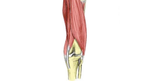 Hamstring tendon strain