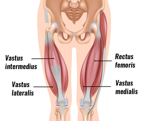 Quadriceps muscles