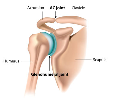 Shoulder joint