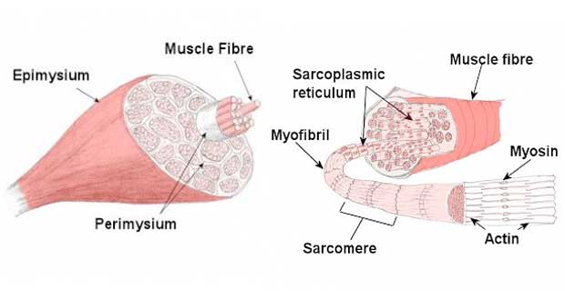 Skeletal muscle structure