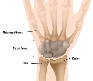Left Inner Wrist Wrist Anatomy - Bones, Ligaments, Muscles & Nerves