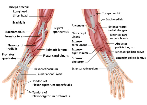 Wrist - forearm muscles