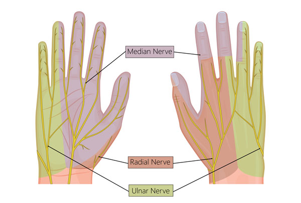 Wrist anatomy - nerves