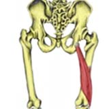 Biceps Femoris