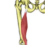 Semimembranosus muscle