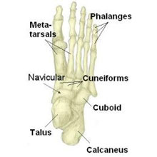 Tarsal bones