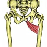 Adductor Brevis