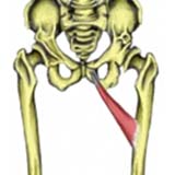 Adductor Longus Muscle