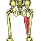 Adductor Magnus