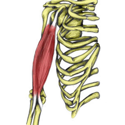 Biceps brachii