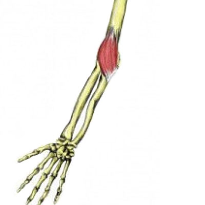 Brachialis