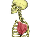 Deltoid Muscle