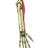 Extensor Carpi Radialis Longus Muscle
