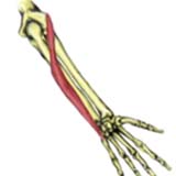Extensor Carpi Ulnaris Muscle